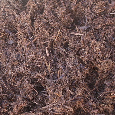 All Bark Cypress A